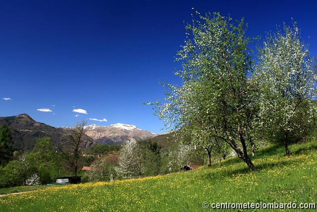 11.jpg - Borgo Bassola (NO) - Campo fiorito e alberi da frutto in fiore. (Alessio Panarella)